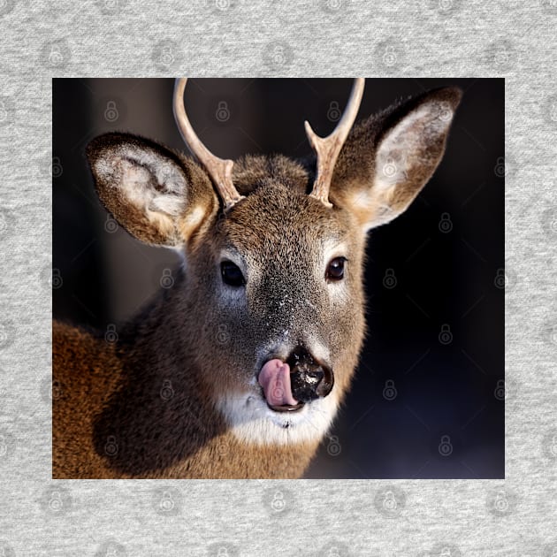 Young Whitetail Buck by Jim Cumming